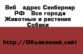 Веб – адрес Сенбернар.РФ - Все города Животные и растения » Собаки   